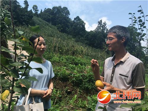 8月10日,芦山县芦阳镇火炬村文书陈勇(右),介绍他的种植经验.