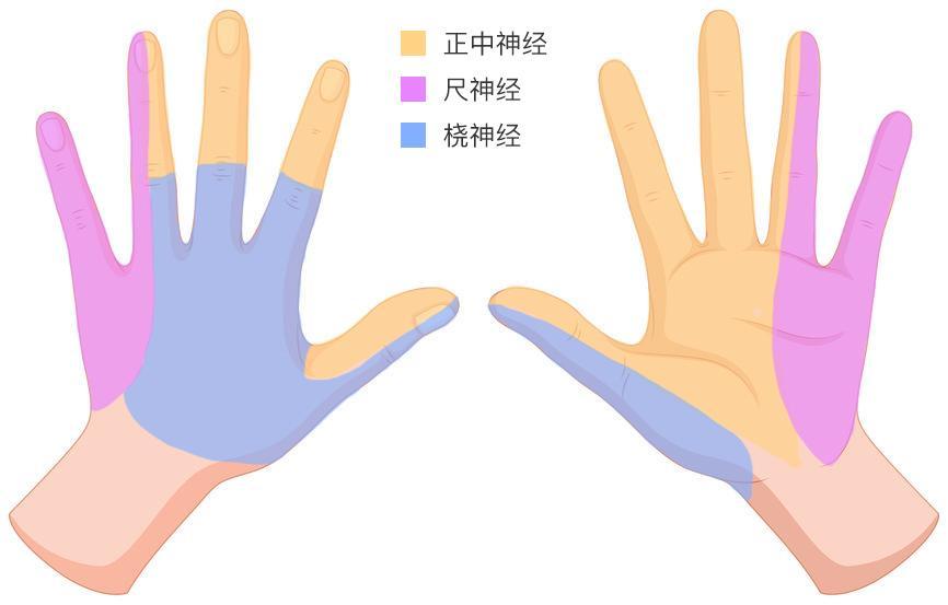 手部神经支配分布图早上起来后经常手麻,如果排除了睡觉姿势压迫的