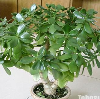 胖娃娃是不是燕子掌