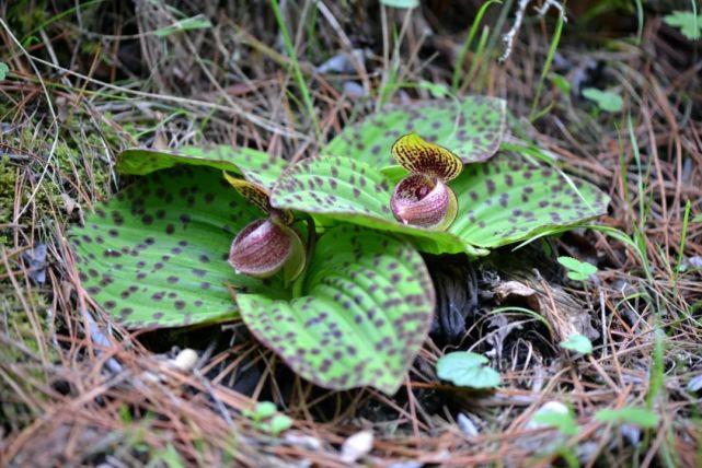 国家二级保护植物斑叶杓兰|花叶两块瓦,瓦上蚌壳花