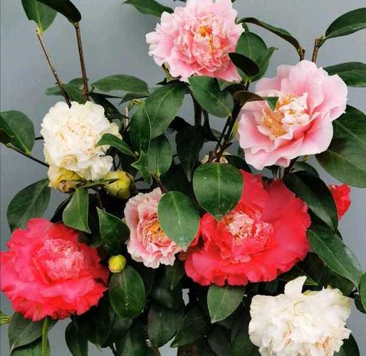 购客三赛超级赛牡丹白天鹅赛牡丹三色三个品种一树多色牡丹型茶花医哥