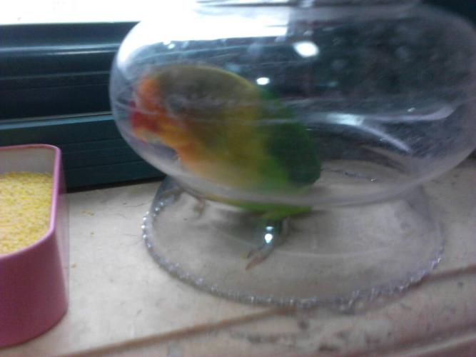 怎么看棕头牡丹鹦鹉的年龄,他们什么时候下蛋.