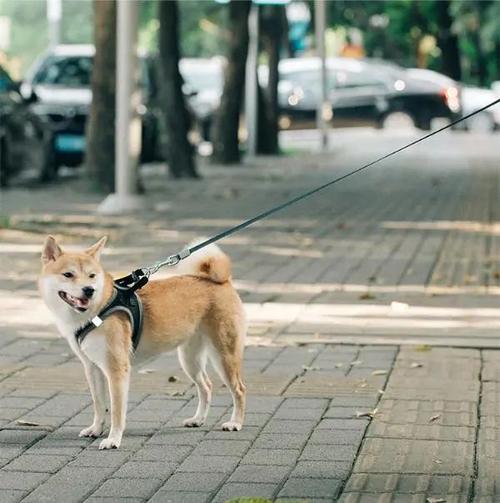 今日起遛狗不牵狗绳违法