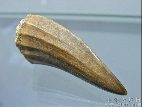 恐龙牙化石,请老师指点