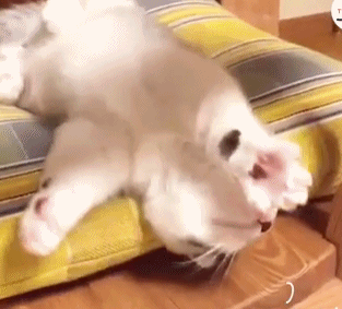 猫咪起初是这样子的,大家看它的眼睛,已经困到不行了.