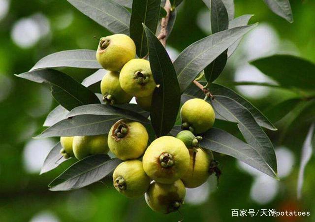 西番莲,别名"百香果" 桂木果,又名"狗阴囊果"