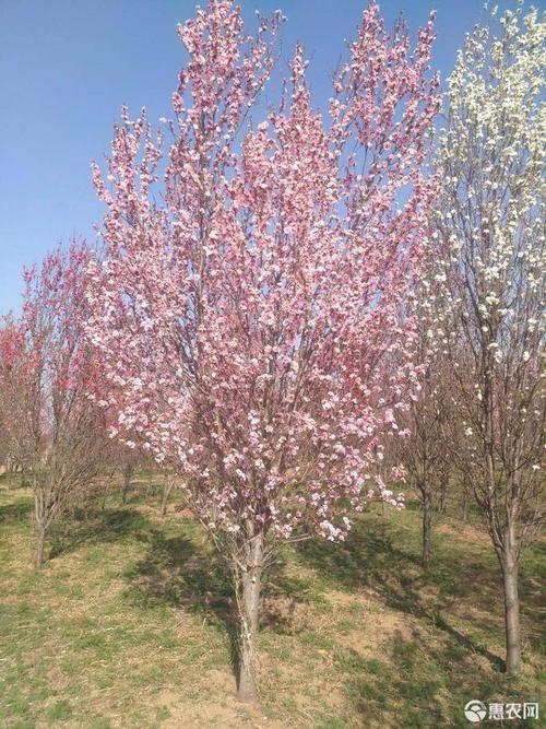 10公分龙柱碧桃