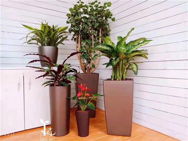 西安绿植租摆_西安绿植租赁_花卉租摆_花卉租赁-聚