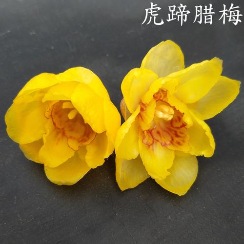 梅花早版十月含盆木本花卉包黄造型腊梅鄢陵花卉
