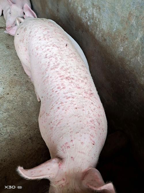 育肥猪皮肤上起疙瘩吃食正常