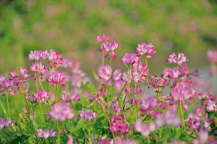 花向琉璃地上生,光风炫转紫云英.