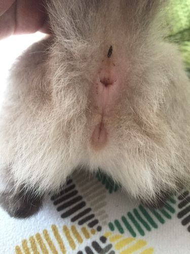 请问三个月大的小猫怎么区别公母啊?我家这两只猫,麻烦懂的人帮我看