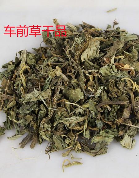 中药材车前草500克g新鲜车钱草茶散装车前草无野生干货车轮菜包邮