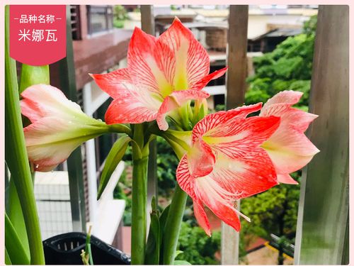 圣茵朱顶红 进口朱顶红单瓣种球 米娜瓦