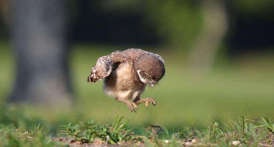 生下来就是老鹰,这眼神,哎