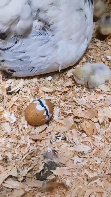 在鸡妈妈的帮助下一只小鸡仔平安出生了