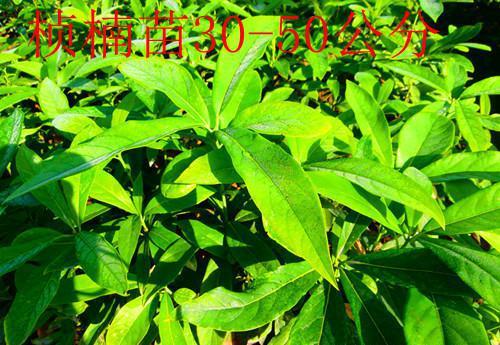 苗圃直销 金丝楠木树苗 大叶桢楠苗一年生壮苗 珍惜苗木