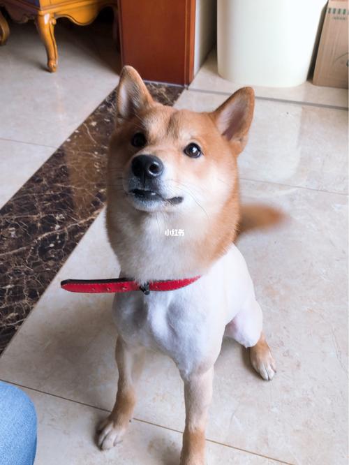 柴犬剃毛_柴犬_宠物_狗