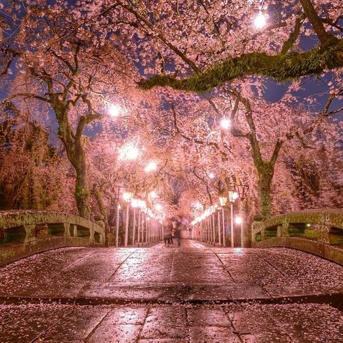 富士山脚下的樱花夜景|ins:phantastic420