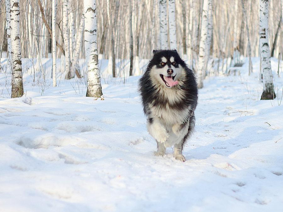 阿拉斯加雪橇犬