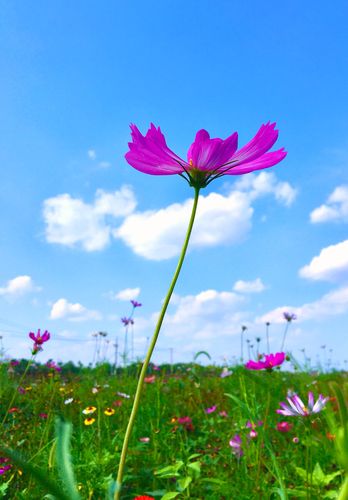 格桑花它又称格桑梅朵在藏语的意思中格桑代表幸福所以也可以叫幸福花