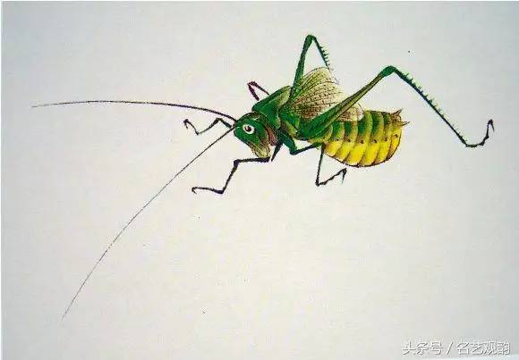 工笔画技法:怎样画蝈蝈