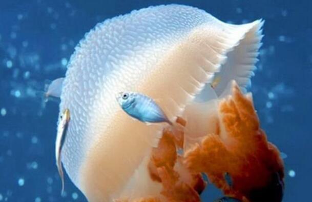 世界最大水母:北极霞水母,触手间长度达到74米