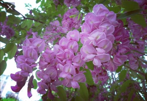 紫色的槐花一串串,别具一格,喜欢!能吃吗?