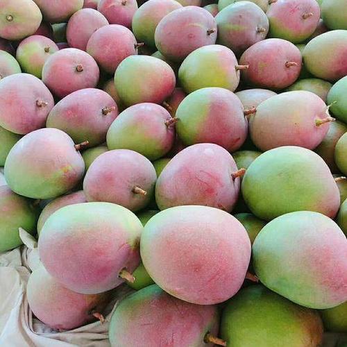 世界之最芒果——澳芒世界排名第1的芒果品种,澄黄厚实的果实