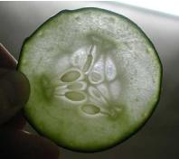 黄瓜侧膜胎座图