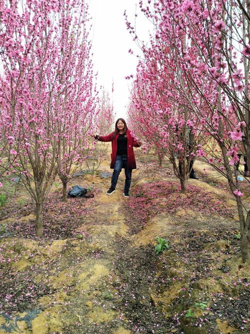 安州区乐兴镇百花园赏花.