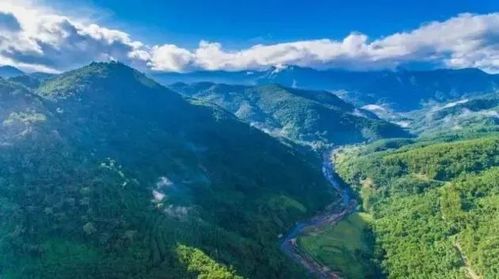 霸王岭景区内生长的植物种类高达2213种,其中列为国家重点保护和严禁