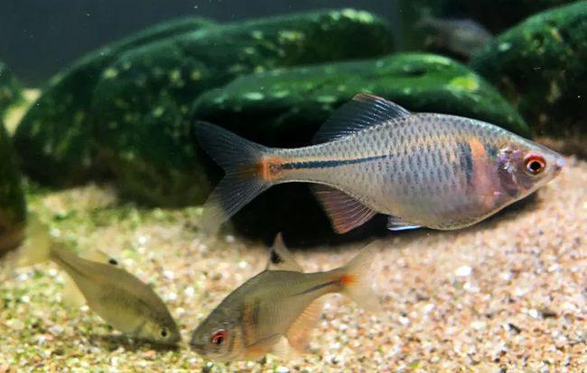 鳑鲏鱼的寿命有多长?