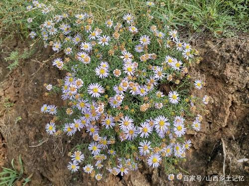 农村一种常见野花,花期长达3个月,名字非常接地气