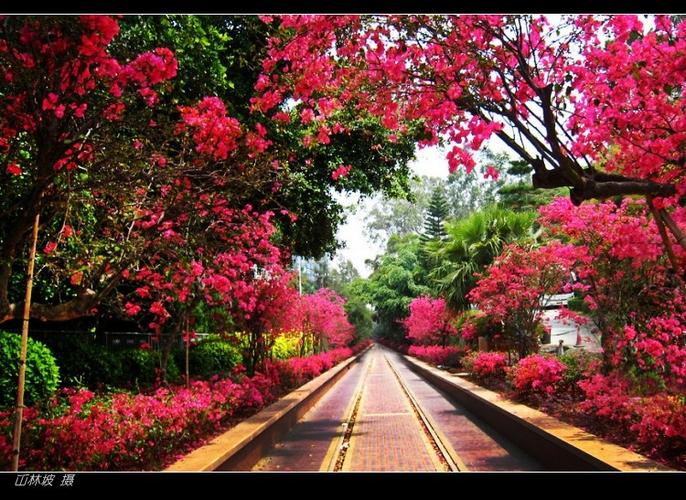 【原创】深圳市花簕杜鹃
