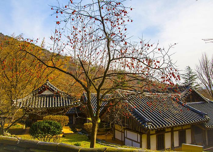 柿子树,仙岩寺,山,全罗南道,韩国