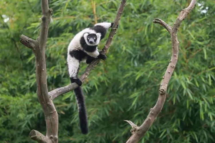 黑白领狐猴与游客见面了