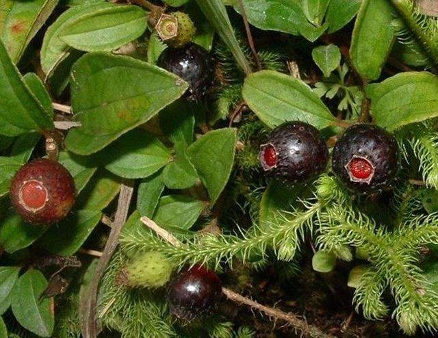 地稔泡酒的功效与作用(此酒该如何制作)