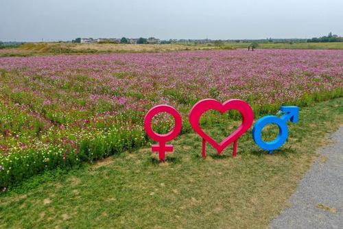 溧阳别桥原乡秋季花海又来了