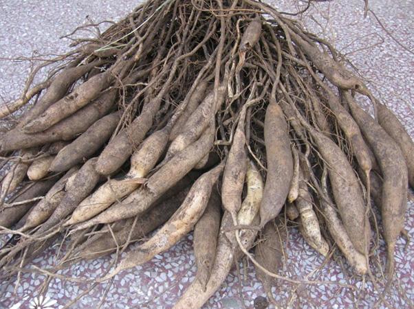 天冬的治病功效都有哪些