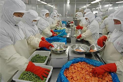 蔬菜加工项目加盟