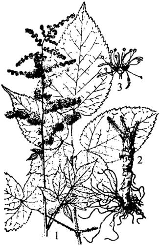 2. 大落新妇 (红升麻)