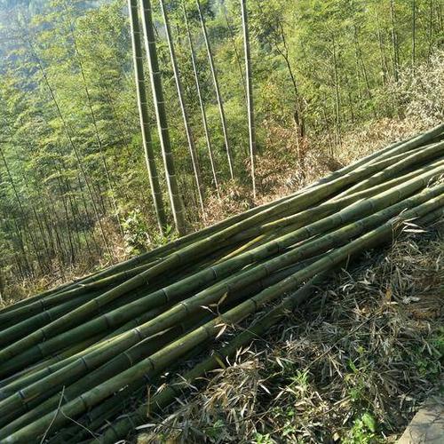 广西百色隆林各族自治县楠竹
