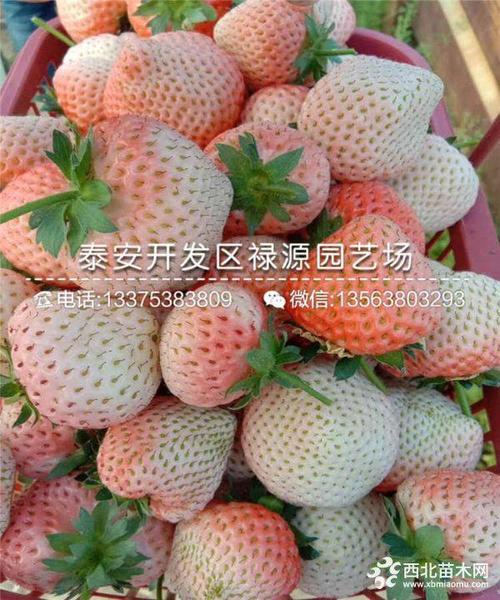 粉红公主草莓苗,粉红公主草莓苗批发多少钱