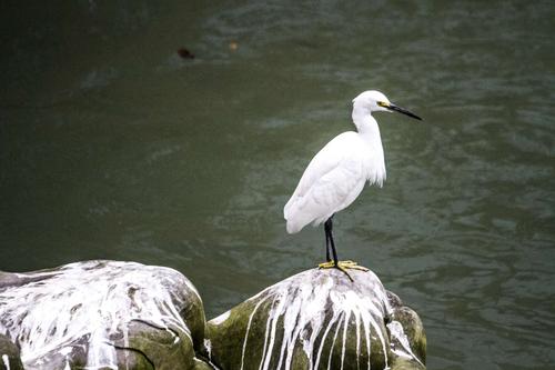 白鹭,是鹳形目鹭科鸟类,白鹭又称鹭鸶,是一种非常美丽的水鸟,羽毛多为