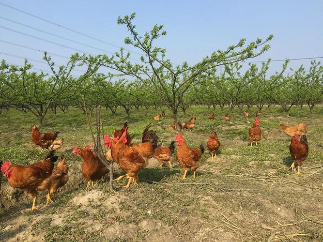 曾备受专家推崇的"果园养鸡",为何销声匿迹了?农民:坑