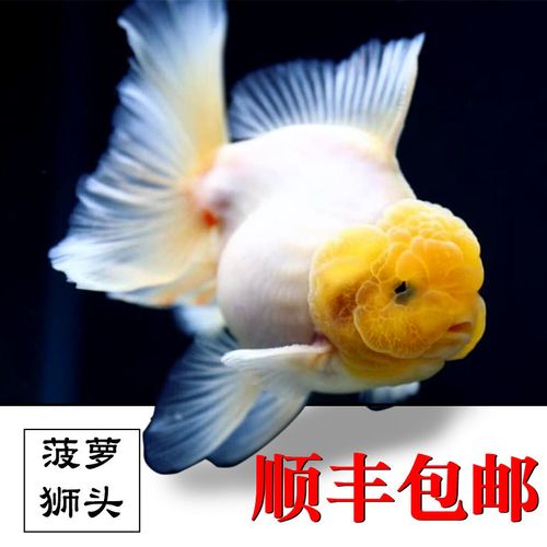 泰狮菠萝巨人活鱼金鱼小型鱼苗红白群原百褶鱼