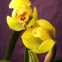 杂交黄荷梅 - 中国兰花交易网