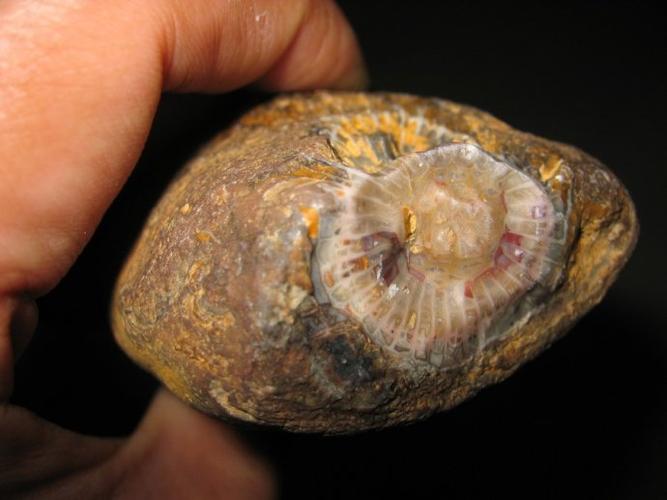 红色的珊瑚化石