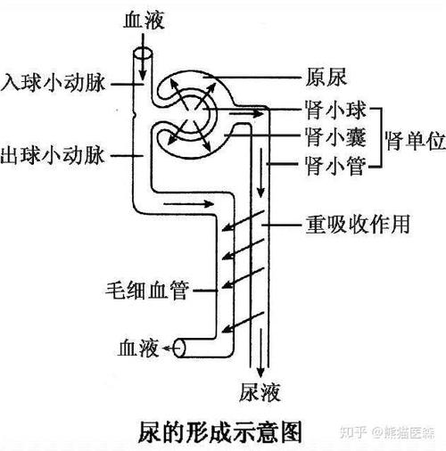 钟南山团队从尿液中分离出新冠病毒,这对疫情防治有什么影响?